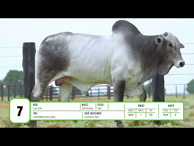 Touro Nelore LSA - 1720