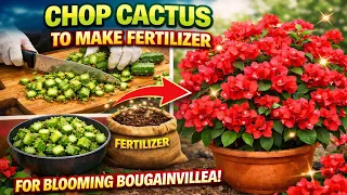 Try using cactus stems as fertilizer for bougainvillea