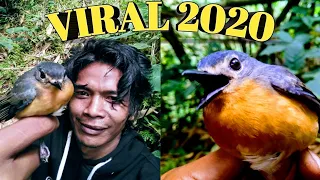 mikat sulingan gunung