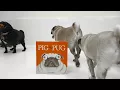 The Cutest Pugs Ever Meet Pig the Pug