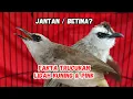 Download Lagu APA BENAR TRUCUKAN JANTAN DAN BETINA BISA DILIHAT DARI WARNA LIDAH?