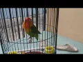Lagu LOVEBIRD FIGHTER NGEKEK NADA BERIRAMA pancingan