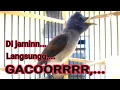 Download Lagu Kehicap Ranting GACORR!!!