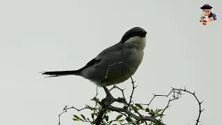 صوت الصرد الرمادي                    بوراس  الجزائر                                         دندنها
