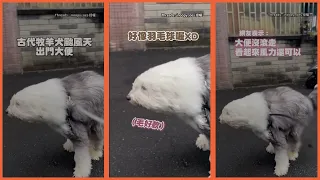 古代牧羊犬颱風天出門大便 風把臉吹得神似羽毛球XD