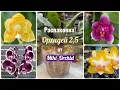 Lagu Наконец-то, я поймала орхидею от Miki Orchid😍 У меня сезон мутации 3-lips? #orchid #garden #plants