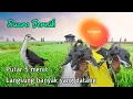 Download Lagu SUARA PIKAT RUAK RUAK TERBAIK 2024 SUARA JERNIH