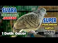 Download Lagu Perkutut lokal Gacor suara Nyaring Pancingan Ampuh agar Perkutut Cepat Bunyi 