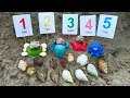 Download Lagu WOW SERU! Mencari Kelomang dan Siput Albino, Bekicot, Keong, Kerang, Kura kura, Gurita, Bintang Laut