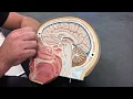 Anatomy of the Brain - Midsagittal cut