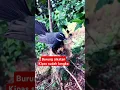 Download Lagu Sudah sangat langka burung sikatan kipas #birds #aviarysederhana #birdsounds #aviaryminimalis