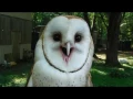 Barn Owl or Feather Banshee