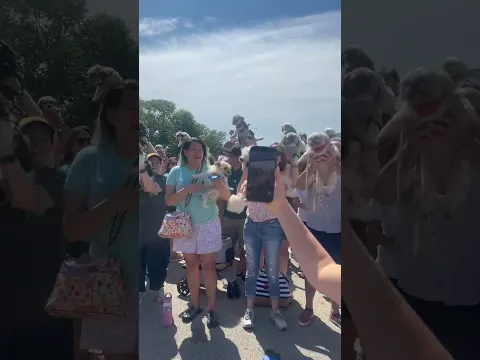 Shih Tzus Take Over Chicago Park For Giant Meetup