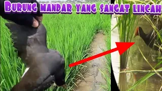 Download Burung Mandar Sangat Lincah Disawah Yang Kering MP3