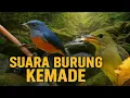 Download Lagu Suara Burung Kemade Gacor Panjang | Cocok untuk Masteran \u0026 Pikat di Alam Liar