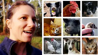 3 months on 9 acres and the 38 animals under our care – Free Range Homestead Ep 12