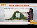Cedar pollen spikes more to come this week