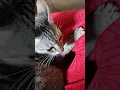 Download Lagu #kiami fought with #Omega , #sad #kitty got ditched by #girlfriend #pets #petlover #doggy