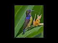 Download Lagu SUARA PIKAT BURUNG KOLIBRI KELAPA/KORLAP KOMBINASI SUARA ANAKAN