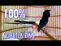 Download Lagu Chòe Lửa Siêu Tạch +  Sàng Cầu Kích Thích Chòe Lửa Hót Đấu. Chòe Lửa Hót