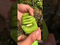 Download Lagu Perbedaan cara makan buah kiwi di indonesia dan jerman #buahkiwi #kiwi #shorts