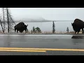 What to see driving thru Yellowstone late September