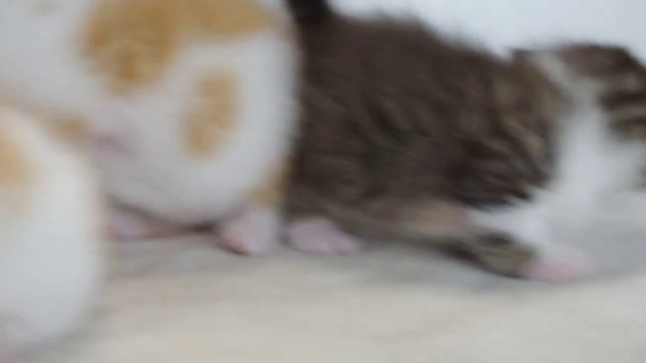 動画
