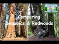 Comparing Sequoia and Redwood Parks