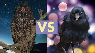 How Wise Are Owls