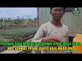 Download Lagu ALHAMDULILAH TANAMAN MAS ROHMAT SUDAH MULAI BERTABAH \u0026 DAUN BAWANG MULAI SUBUR 