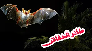  الخفاش  فأر طائر  أم مصاص دماء كشف أسرار الكائن الذي أساء إليه الجميع دندنها