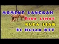 Download Lagu Moment Langkah || Lihat Kuda Liar || Di Hutan Soe || Nusa Tenggara Timur