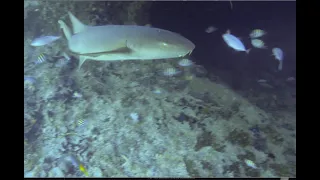 Snorkeling with Sharks and Reef fish at Thunderball Grotto – Staniel Cay Exumas.