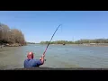 Snagging Asian Carp at Cheatham Dam