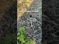 Have you ever seen inside a spider burrow