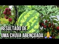 AS FRUTAS ESTÃO EXPLODINDO DE GRAÚDAS AQUI NO SÍTIO 😁🙏