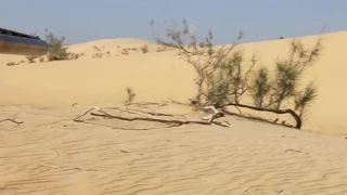 شيلة بنات الفكر 