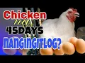 45 DAYS CHICKEN NANGINGITLOG