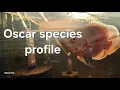 Oscar species profile