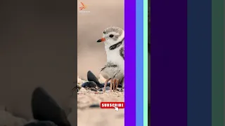 Golden Plover Sound Birds Nature Viral Trending Animal Plover 