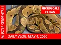 MICROSCALE THE BUMPY BALL PYTHON May 4 2020