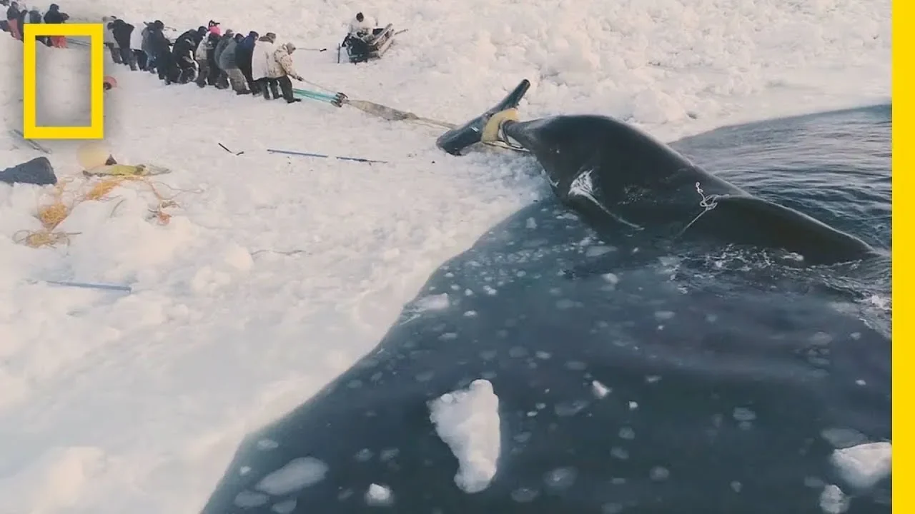 Experience a Traditional Whale Hunt in Northern Alaska | Short Film Showcase