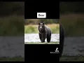 What Animals Look Like With Down Syndrome