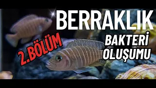 AKVARYUMDA BERRAKLIĞIN ASIL SIRRI 2 BÖLÜM 