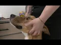 Pet Project February 18th 2025