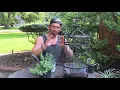 The Gentleman Caller s Bird Cage Planter www AustininHouston com
