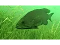 How Weather Influences Fish Behavior and Location