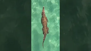 When you’re trying to swim in the tropics…