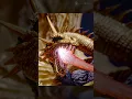Godzilla vs King Ghidorah Shorts Prime 1 studio