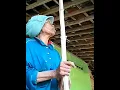 Download Lagu video lucu. nenek nenek marah